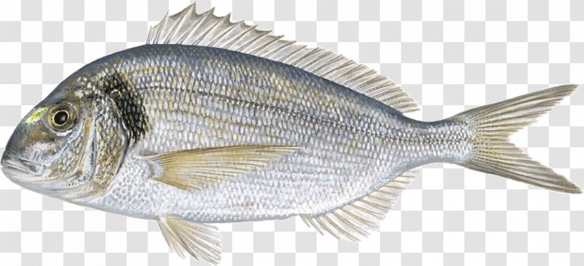 Gilt-head Bream Fried Fish Fishing - Seafood - Chesapeake Blue Crab Transparent PNG