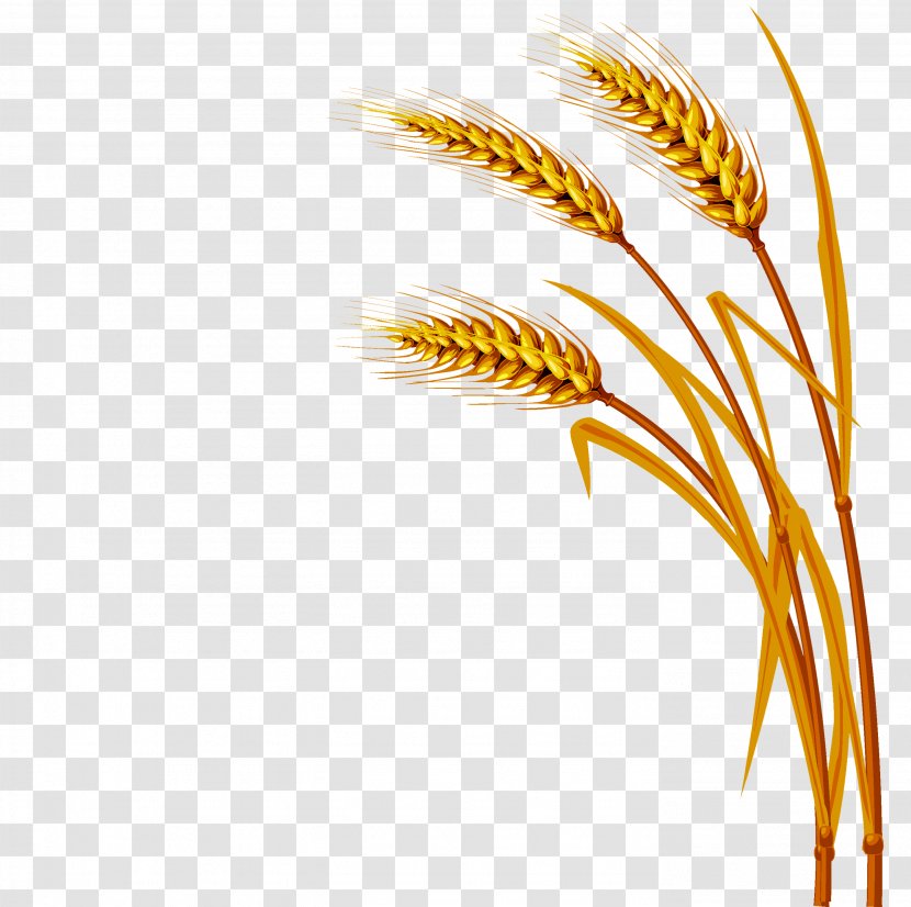 Wheat Royalty-free Clip Art - Cereal Transparent PNG