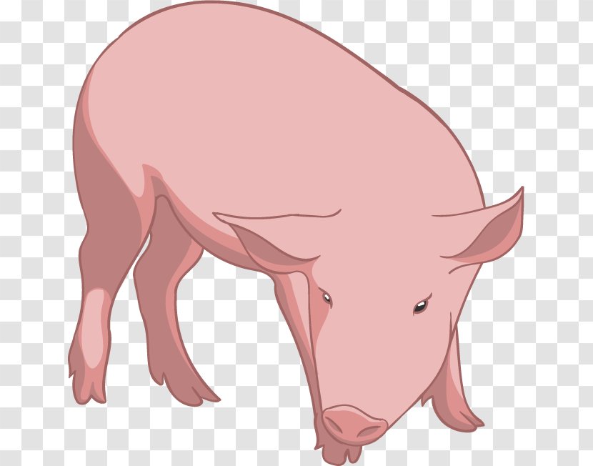 Domestic Pig - Frame Transparent PNG