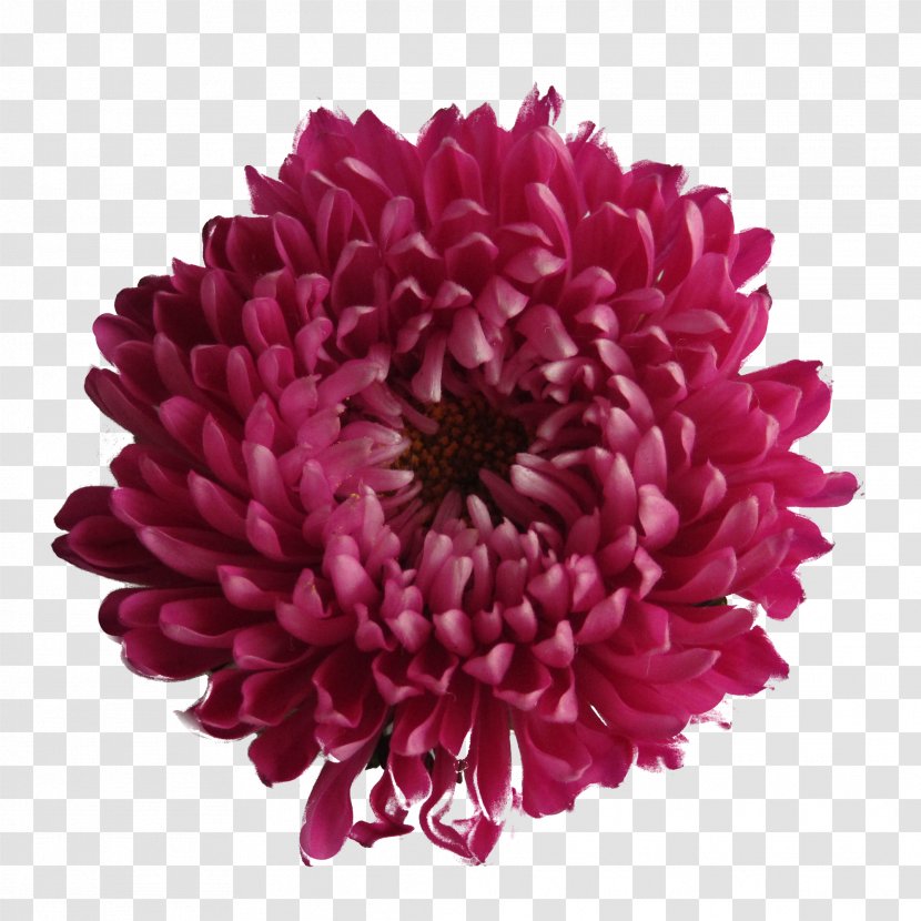 Image File Formats - Pixel - Chrysanthemum Transparent Background Transparent PNG