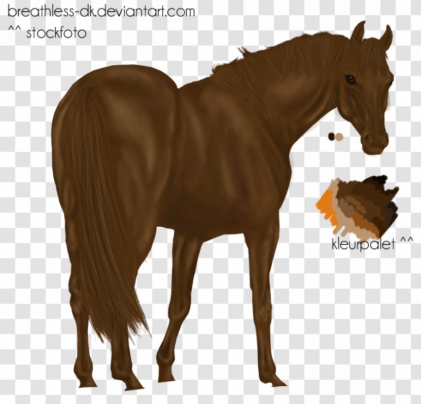 Mustang Mare Foal Stallion Halter - Horse - Chestnut Foals Transparent PNG