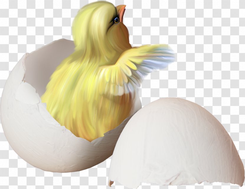 Chicken Easter Eggshell Clip Art - Chick Transparent PNG