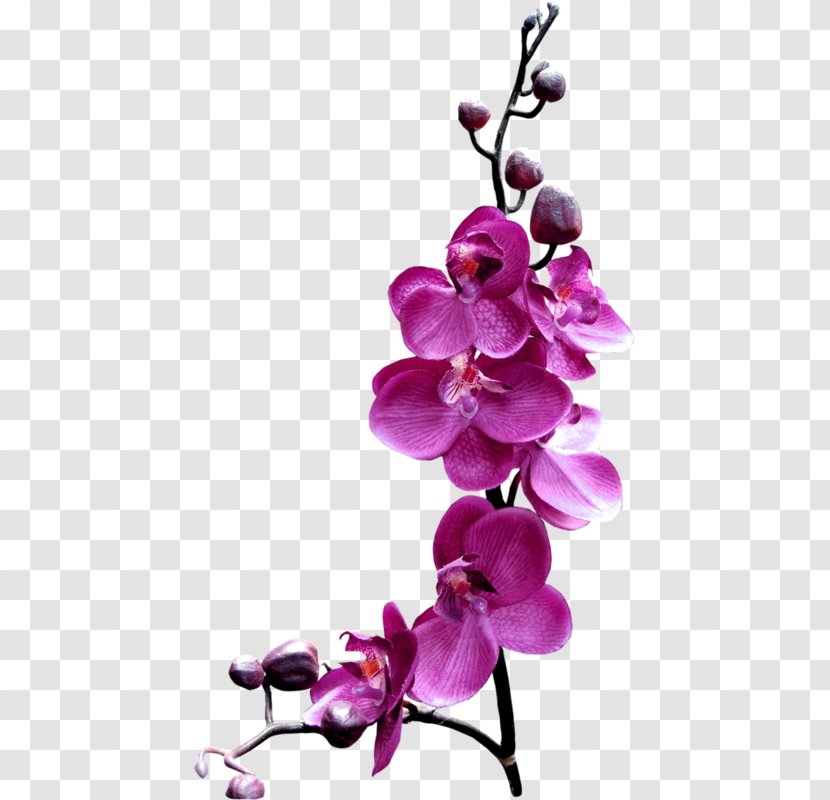 Flower Orchids Stock.xchng Clip Art - Lilac - Purple Butterfly Transparent PNG