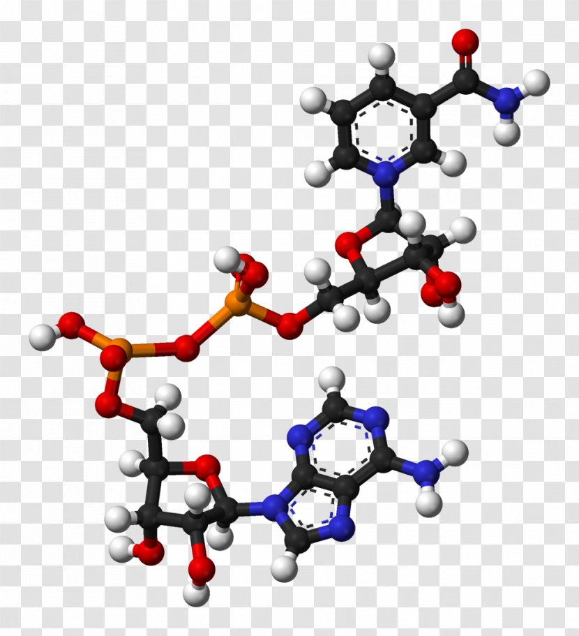 Nicotinamide Adenine Dinucleotide Dietary Supplement Coenzyme Flavin - Adenosine Triphosphate Transparent PNG