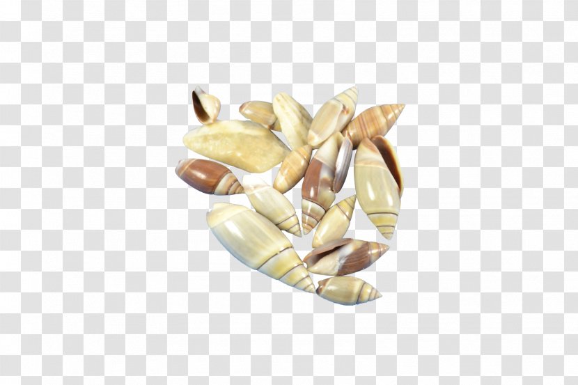Food Seashell Olive Craft Gallon Personal Computer Transparent PNG