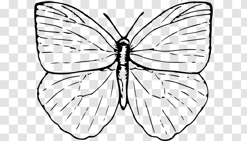 Butterfly Clip Art - Petal - Flat Stanley Clipart Transparent PNG