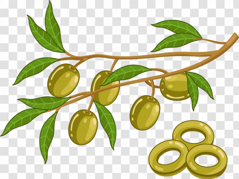 Rutabaga - Fruit - Cartoon Vector Plant Olive Oil Transparent PNG