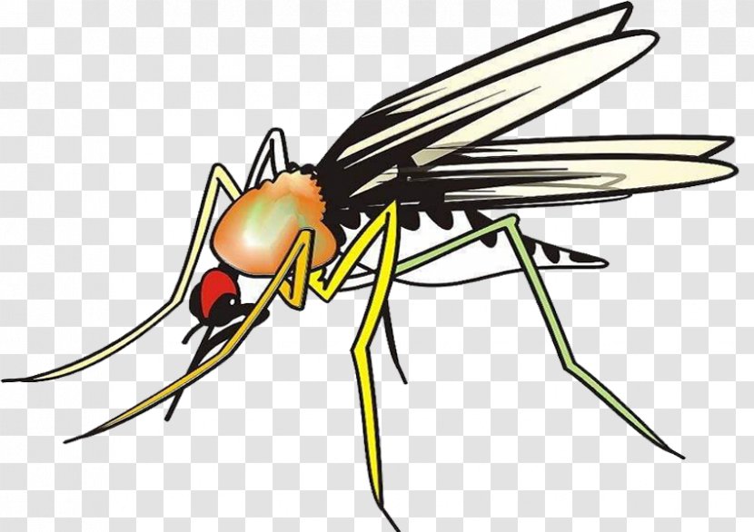 Aedes Insect Marsh Mosquitoes Hematophagy - Organism - Mosquito Brief Transparent PNG