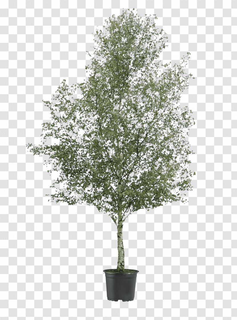 Silver Birch Tree Oak River Shrub Transparent PNG