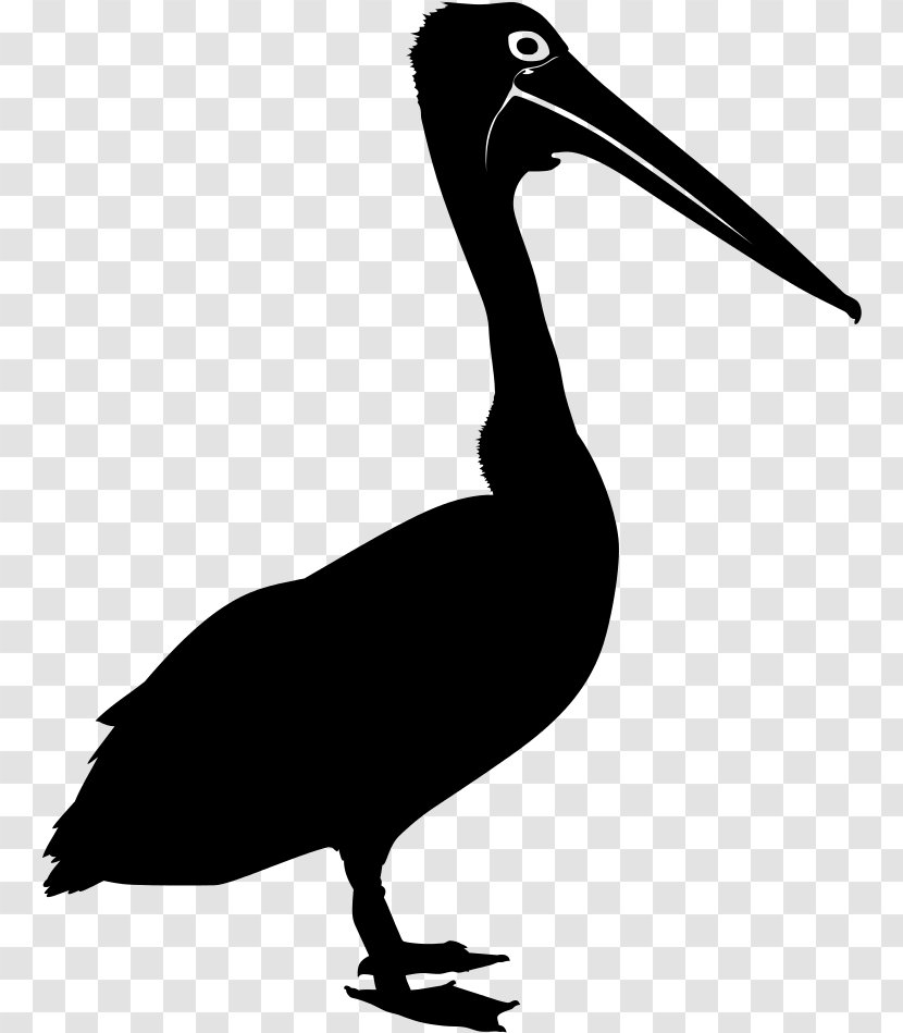 Bird Silhouette - Brown Pelican - Ciconiiformes Wildlife Transparent PNG