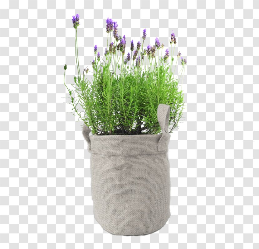 English Lavender Plant Stock Photography Gardenia Flower Transparent PNG