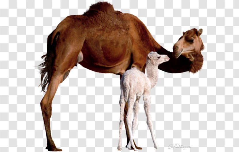 Bactrian Camel Dromedary Baby Camels Mother Infant - Child Transparent PNG