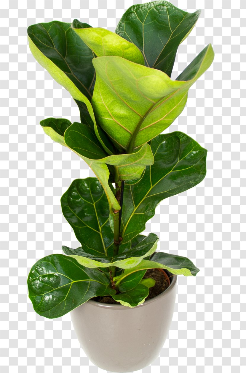 Fiddle-leaf Fig Houseplant Flowerpot Sansevieria - Zeylanica - Thicket Ficus Transparent PNG