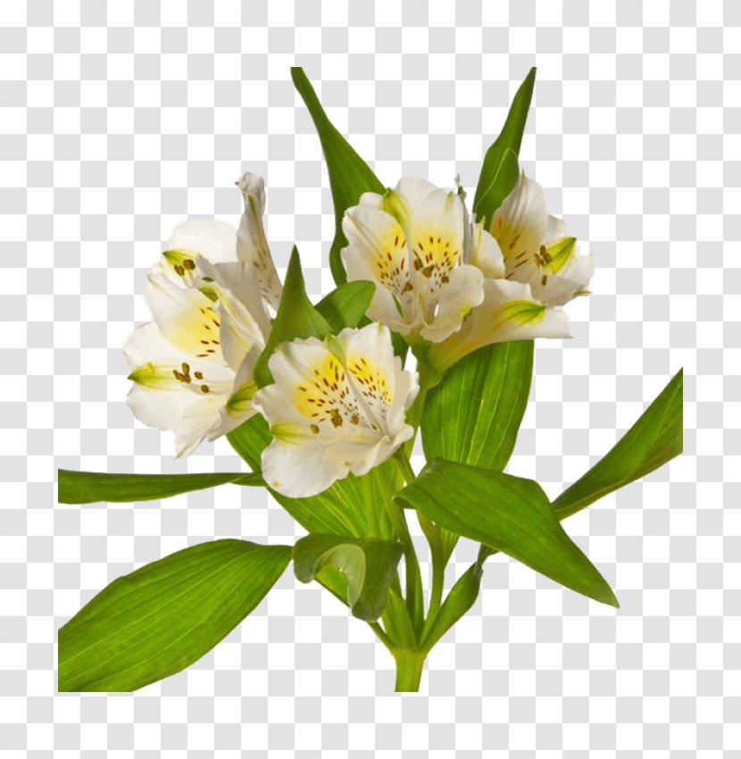 Lily Of The Incas Herbaceous Plant - Alstromeria Transparent PNG