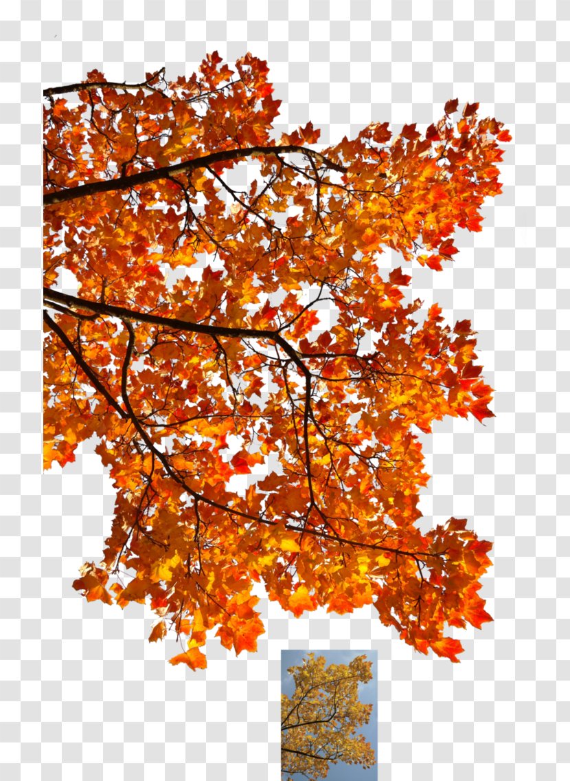 Autumn Leaf Color Tree Maple Branch Transparent PNG