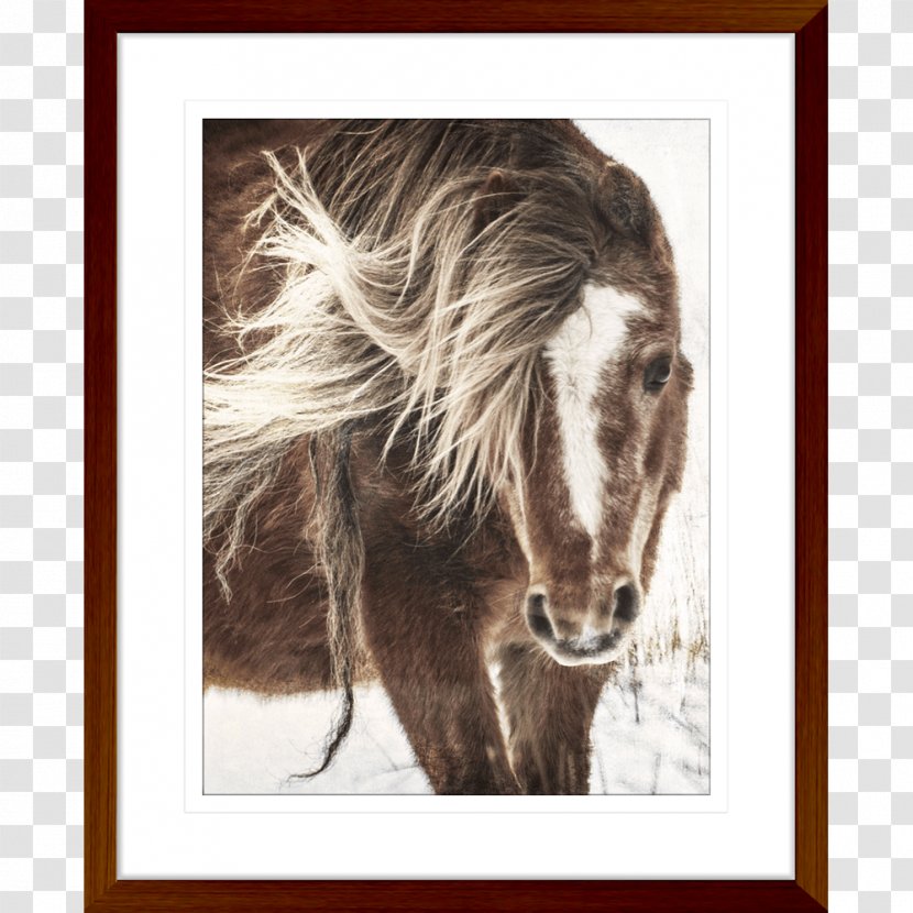 Mustang Pony Stallion Canter And Gallop Clip Art - Fauna Transparent PNG