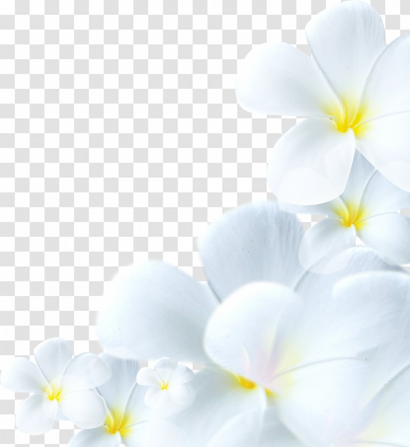 Stock Photography Flower Lilium - Petal Transparent PNG