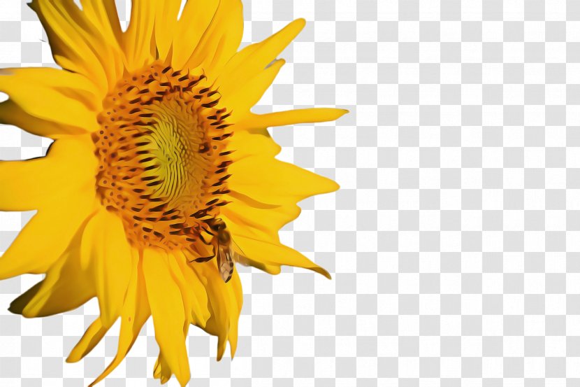 Sunflower Cartoon - Cuisine - Wildflower Transparent PNG