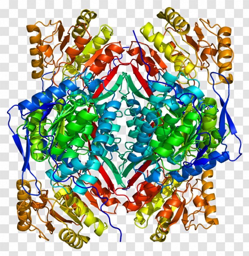 ALDH2 Aldehyde Dehydrogenase Protein Alcohol Flush Reaction Enzyme - Organism Transparent PNG