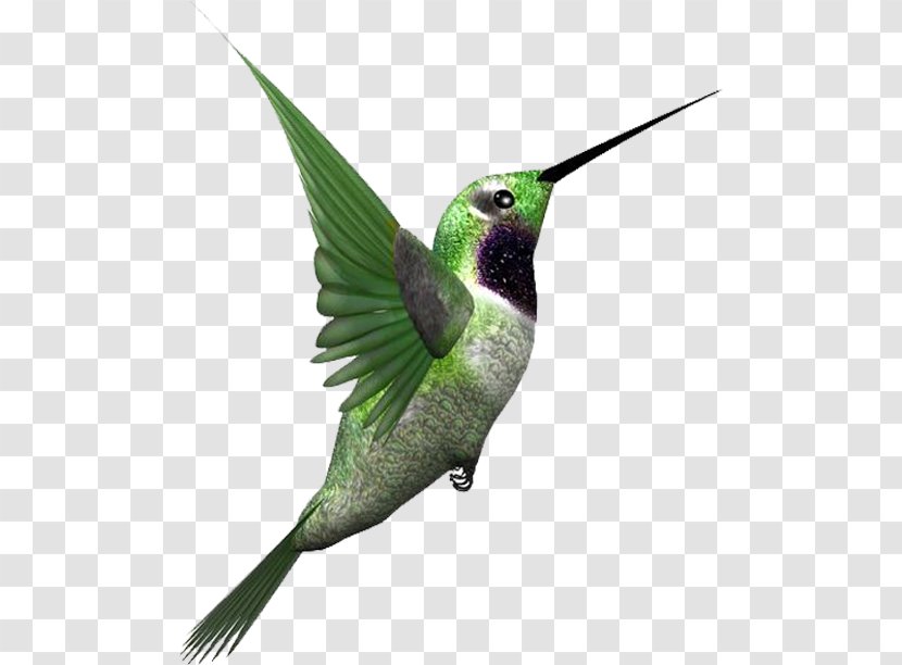 Bird Download - Pollinator - A Flying Transparent PNG