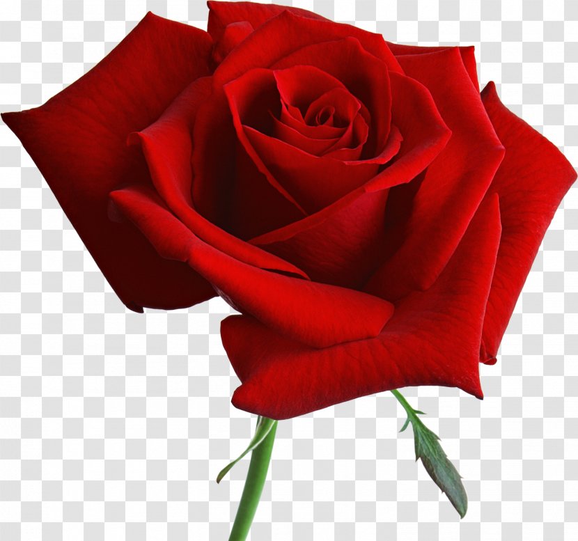 Garden Roses Blue Rose Flower - Red Transparent PNG