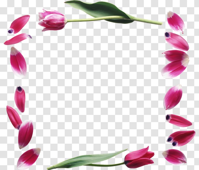 Petal Flower Tulip 8 March - Flora - Utah Teapot Transparent PNG