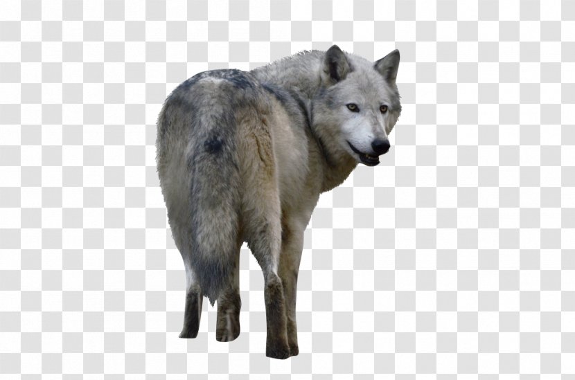 Czechoslovakian Wolfdog Saarloos Alaskan Tundra Wolf Coyote - Fur Transparent PNG