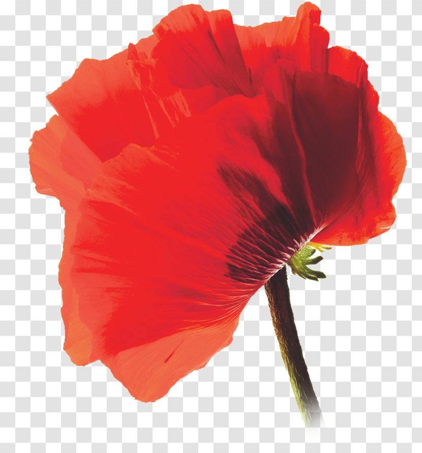 Common Poppy Photography AllPosters.com - Peach - Chameleon Transparent PNG