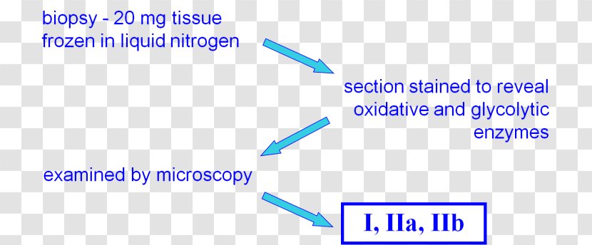 Document Anatomy Shoulder Girdle Organization Angle - Paper Product - Skeletal Muscle Transparent PNG