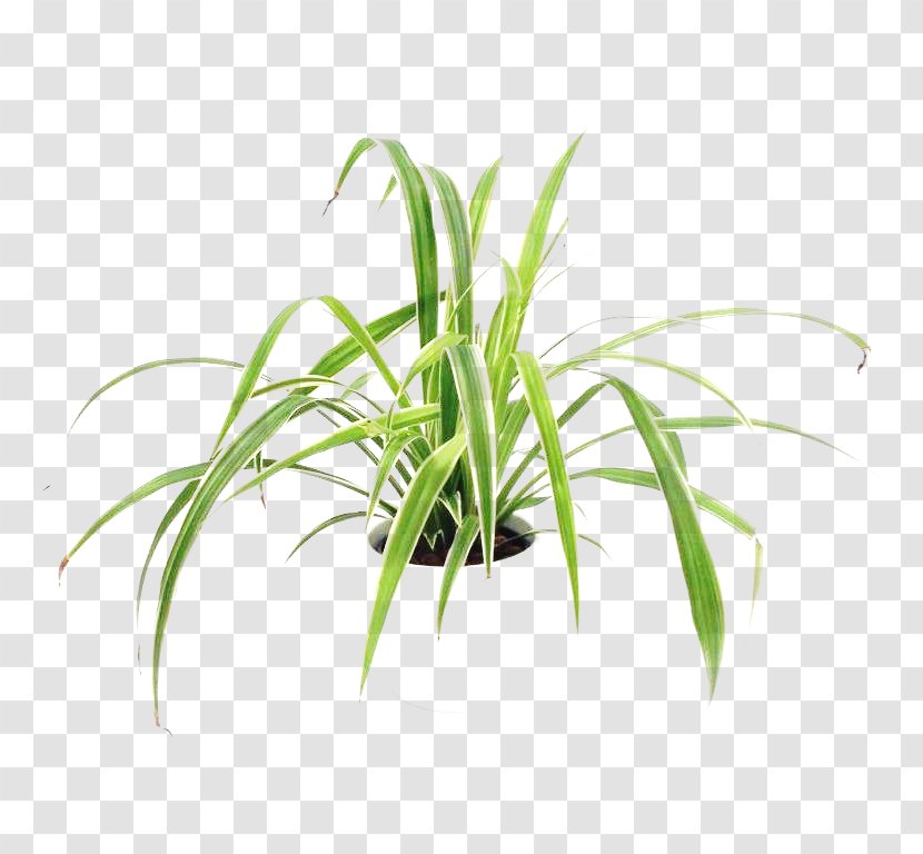 Sweet Grass Terrestrial Plant Leaf Stem Tree Transparent PNG