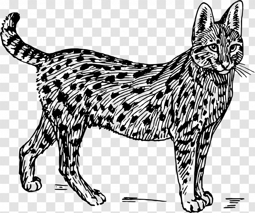 Wildcat Lion Serval Clip Art - Kitten - Colored Cat Transparent PNG