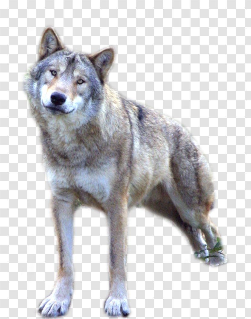Dog Clip Art Czechoslovakian Wolfdog Wolf Transparent Png