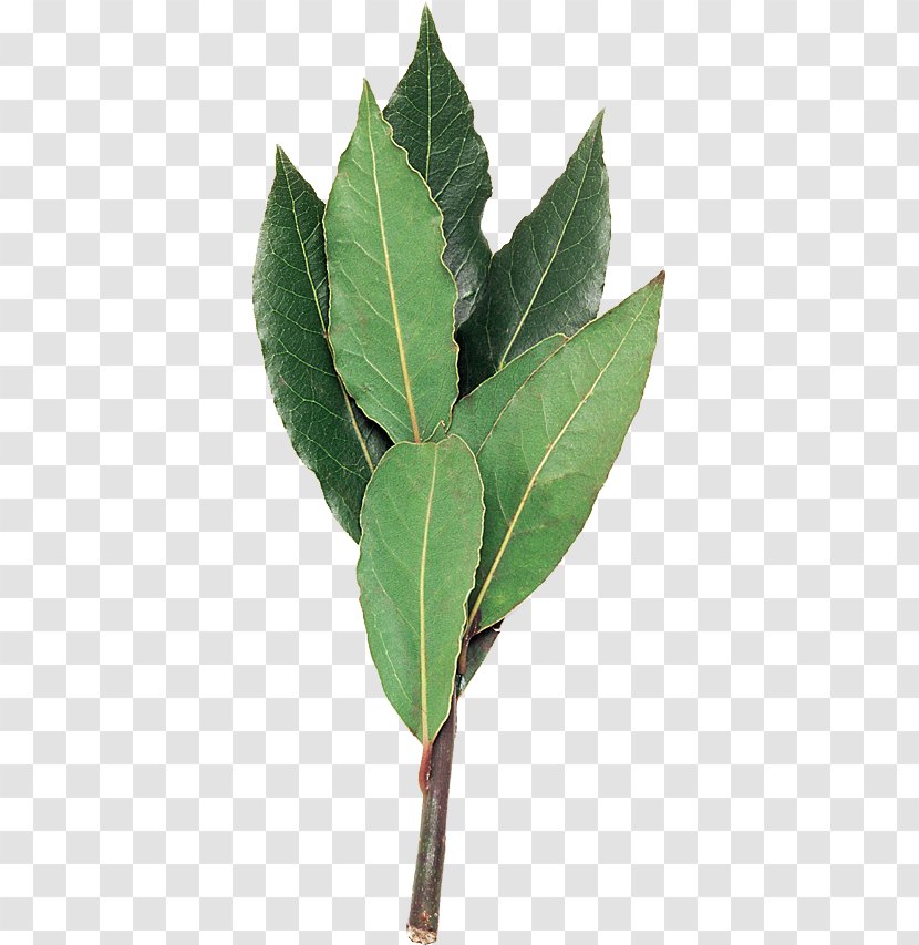Bay Laurel Plant Stem Leaf Laurus Transparent PNG