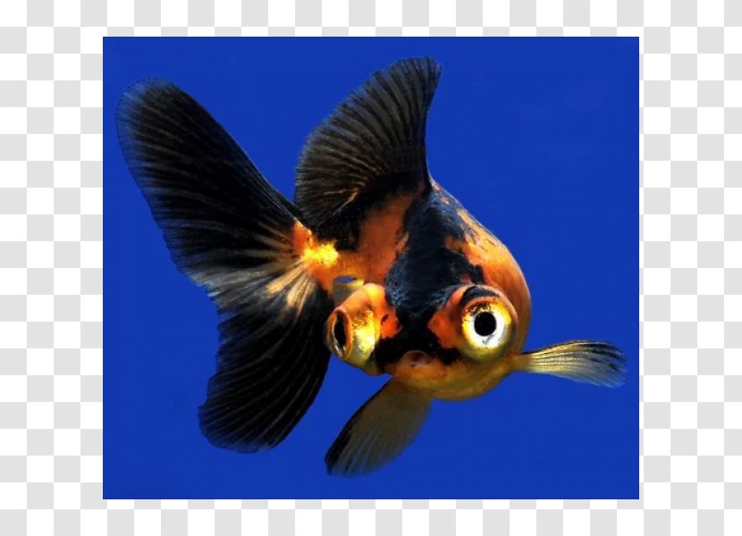 Panda Telescope Butterfly Tail Bubble Eye Ryukin - Fantail - Fish Transparent PNG