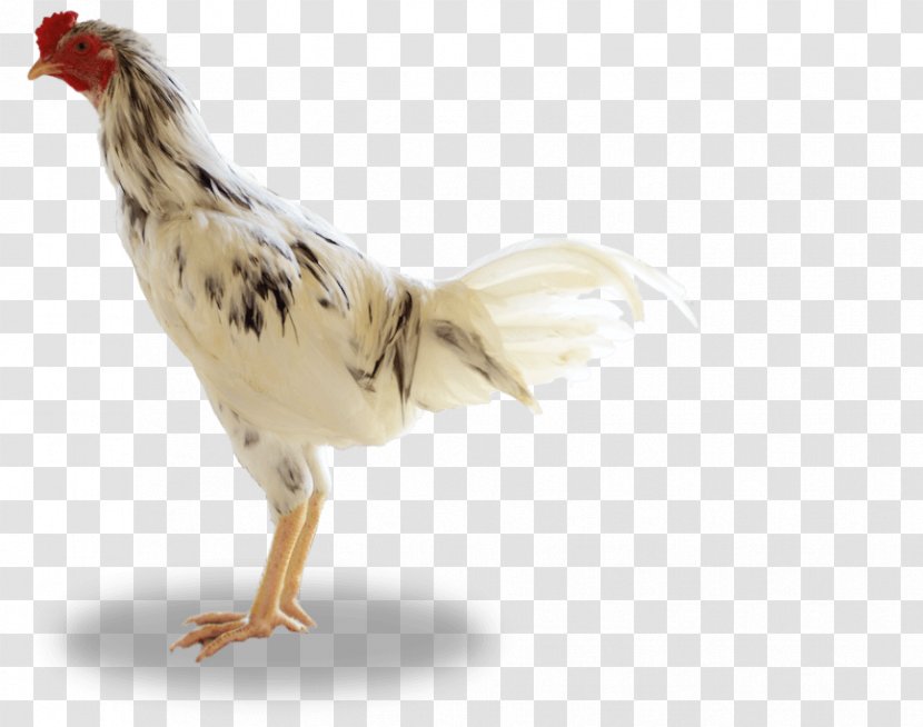 Rooster Ayam Kampong Broiler Livestock Sumber Unggas - Animal Husbandry - Indonesia Transparent PNG