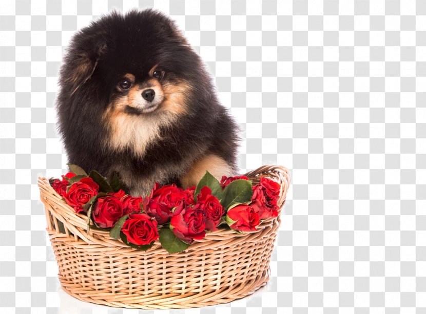 Pomeranian Cavalier King Charles Spaniel Maltese Dog German Spitz Klein Shih Tzu - Snout - Puppy Photo Transparent PNG