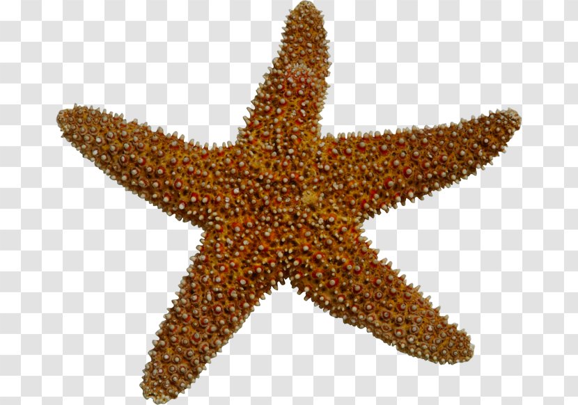 Starfish Sea Invertebrate Clip Art Transparent PNG