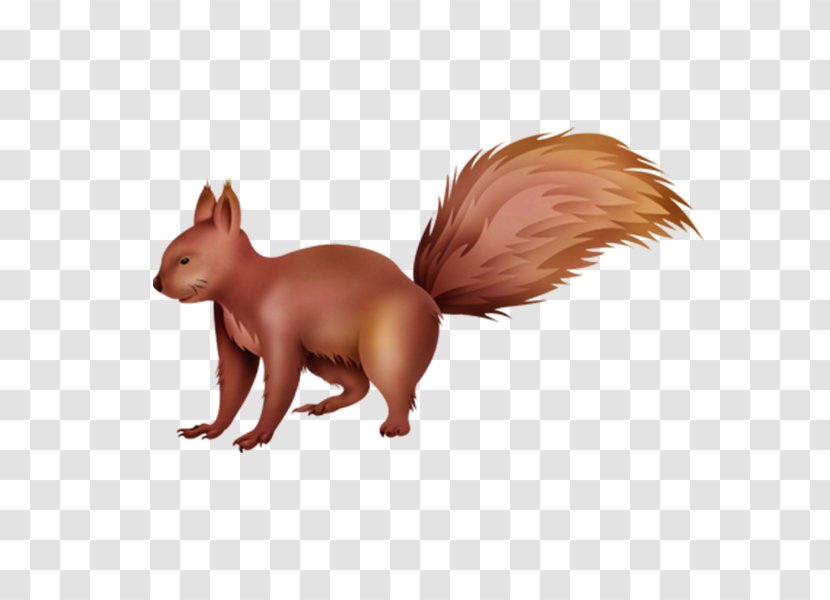Red Fox Squirrel Cartoon - Carnivoran Transparent PNG