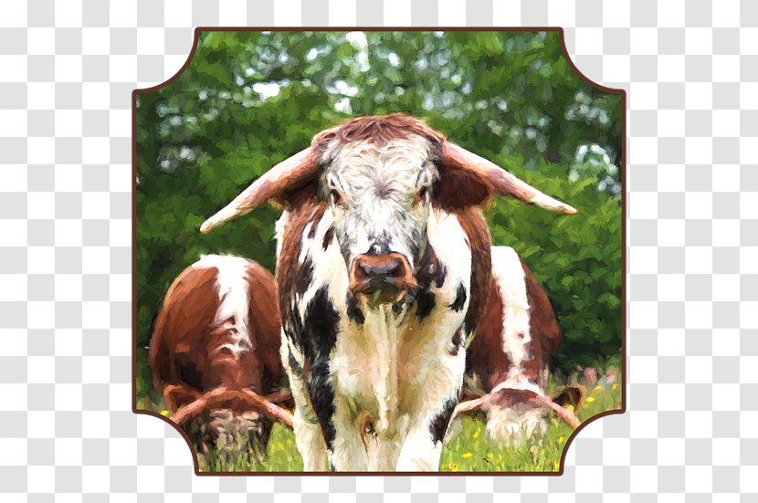 Texas Longhorn Dairy Cattle English Art Goat - Cow - Billing Transparent PNG