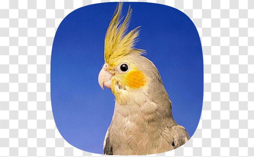 Pied Cockatiel Bird Cockatoo Pet - Beak Transparent PNG