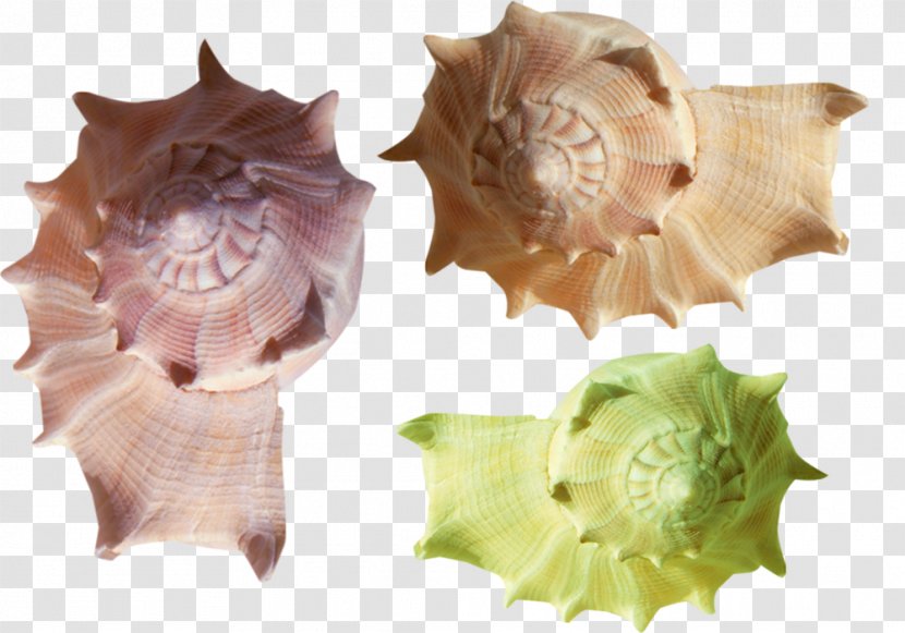 Seashell Conch Clip Art - Flower - Lovely Color Material Transparent PNG