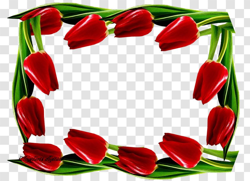 Tulip Floral Design Cut Flowers Flower Bouquet - Lily Family Transparent PNG