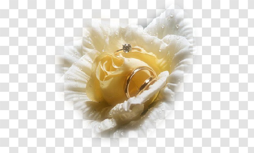 Wedding Invitation Marriage Convite Clip Art - Garden Roses Transparent PNG