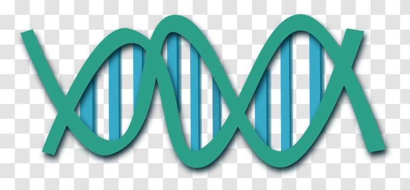 DNA Nucleic Acid Double Helix Clip Art - Biology - Vector Transparent PNG