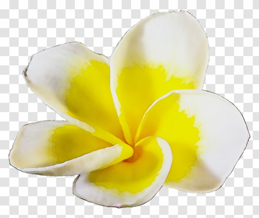 Cut Flowers Flower Petal Yellow Plant Transparent PNG