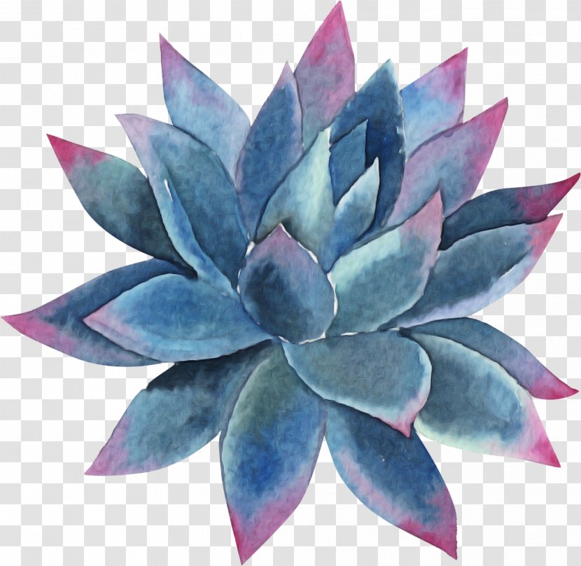 Blue Echeveria Flower Leaf Plant - Lotus Family Terrestrial Transparent PNG