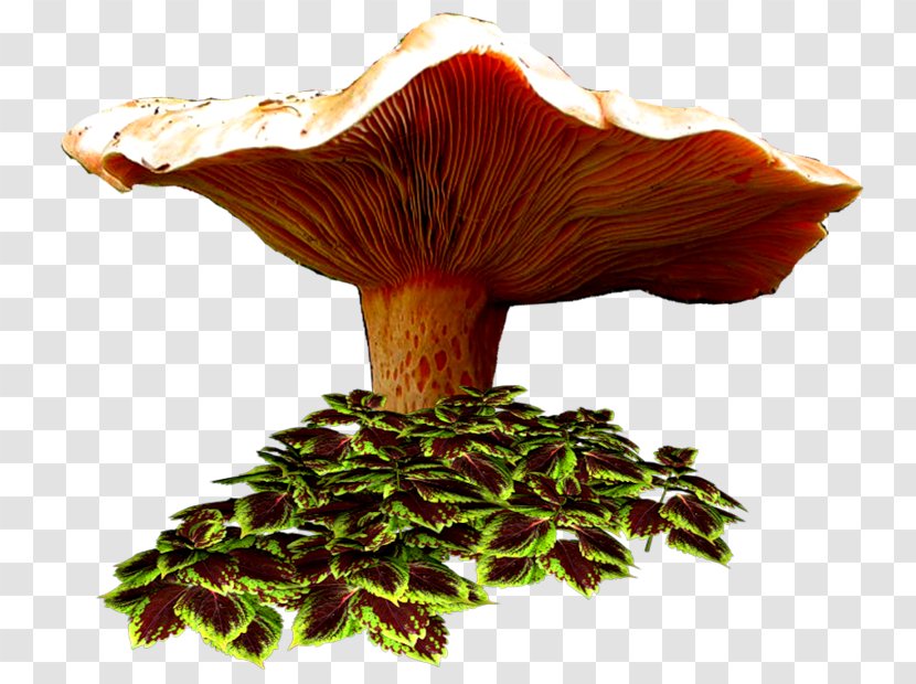 Drawing Fungus Blog Autumn - Cartoon - Medicinal Mushroom Transparent PNG