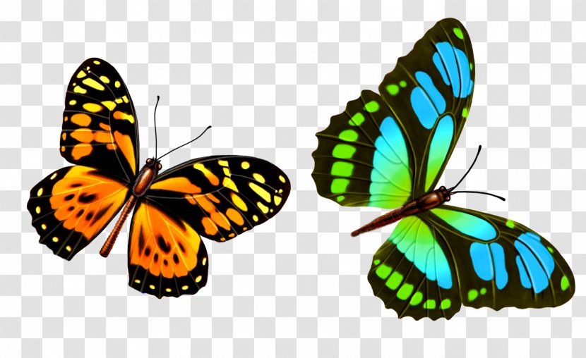 Butterfly Wallpaper - Monarch - Colorful Transparent PNG