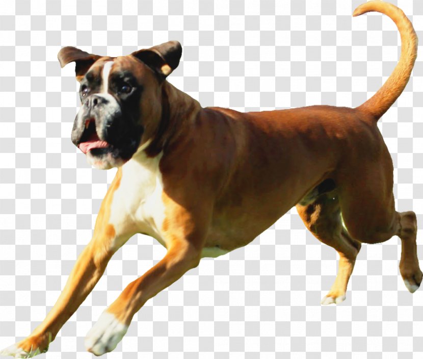 Dog Breed Boxer Allergy Atopy Demodex - Alopecia Areata Transparent PNG