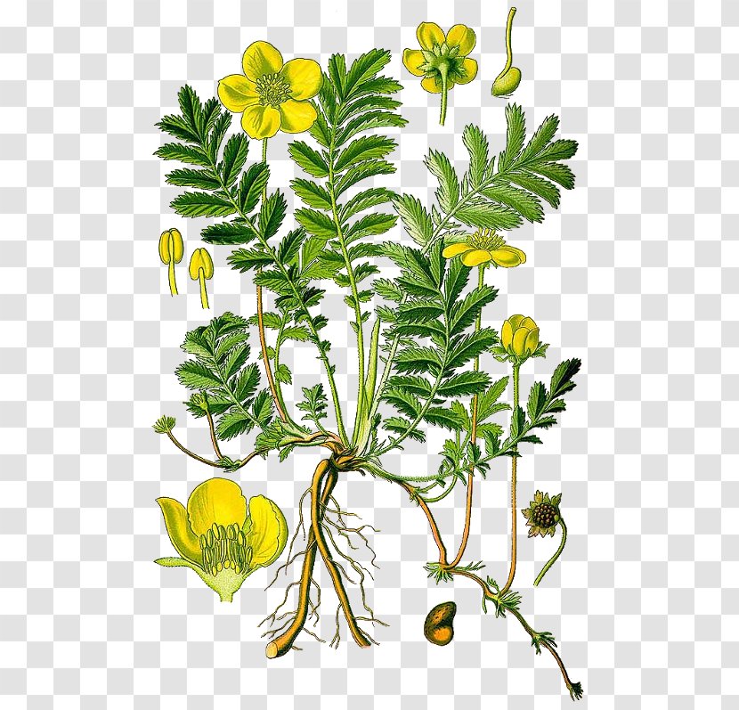 Silverweed Plant Shrubby Cinquefoil Herb Botanical Illustration - Herbalism - Daucus Carota Transparent PNG
